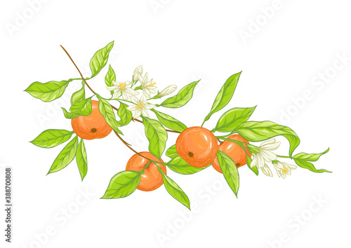 Mandarin, tangerine tree branch with fruits, flowers and leaves. Element for design. Graphic drawing, engraving style. Vector illustration. Isolated on white background.