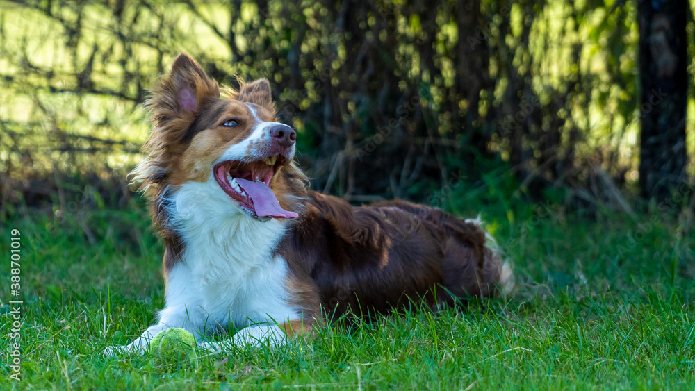 border collie dog border collie dog