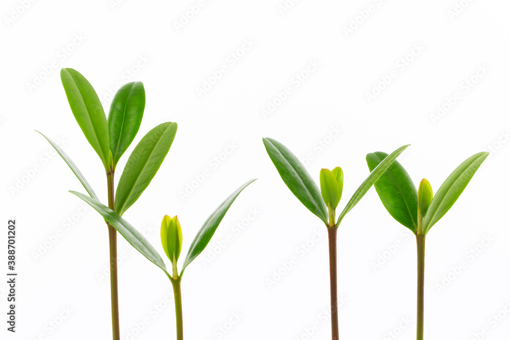 Fototapeta premium マングローブの新芽