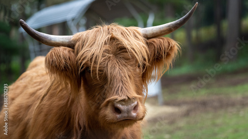 scottish highland cow