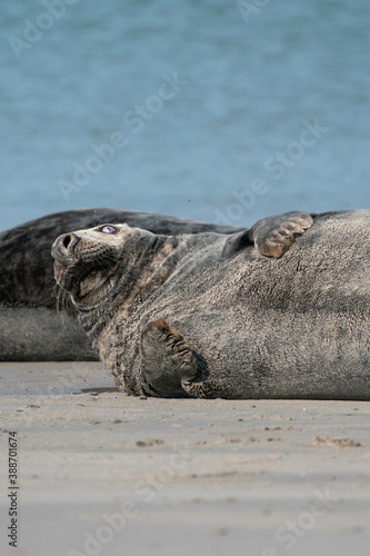 Wild Grey seal colony on the beach at Dune, Germany. Group with various shapes and sizes of gray seal