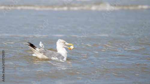 seagull in the water with shell