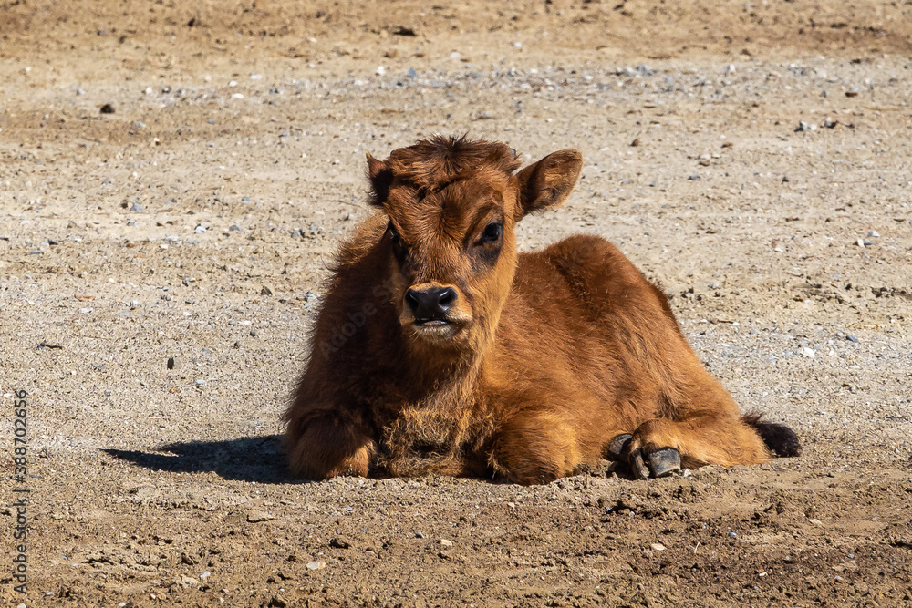 Fototapeta premium Young baby Heck cattle, Bos primigenius taurus or aurochs in the zoo
