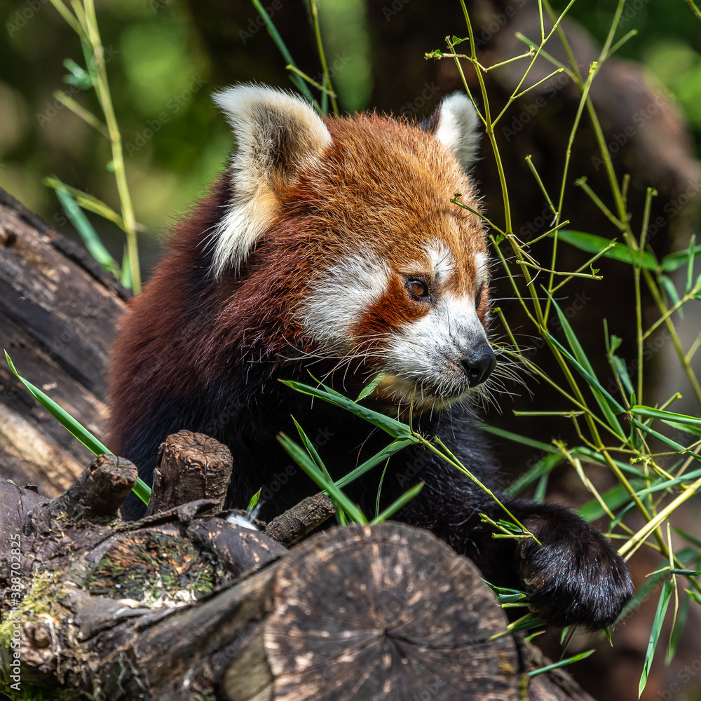Fototapeta premium The red panda, Ailurus fulgens, also called the lesser panda.