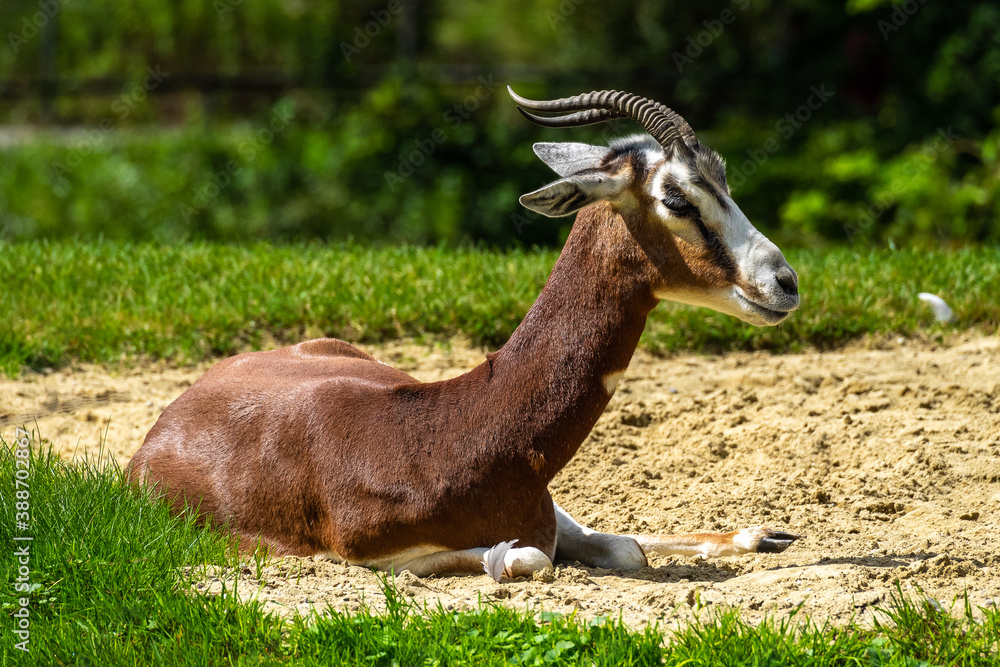 Obraz premium Dama gazelle, Gazella dama mhorr or mhorr gazelle is a species of gazelle
