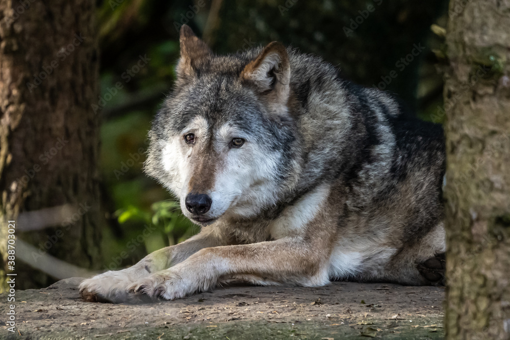 European Grey Wolf, Canis lupus in a german park European Grey Wolf, Canis lupus in a german park