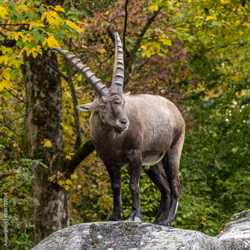 Male mountain ibex or capra ibex on a rock