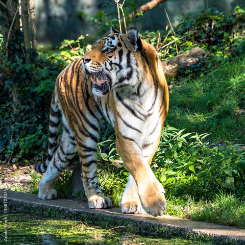 The Siberian tiger Panthera tigris altaica in a park