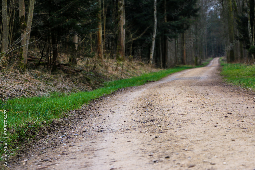 Fototapeta premium Long and lonely forest road 