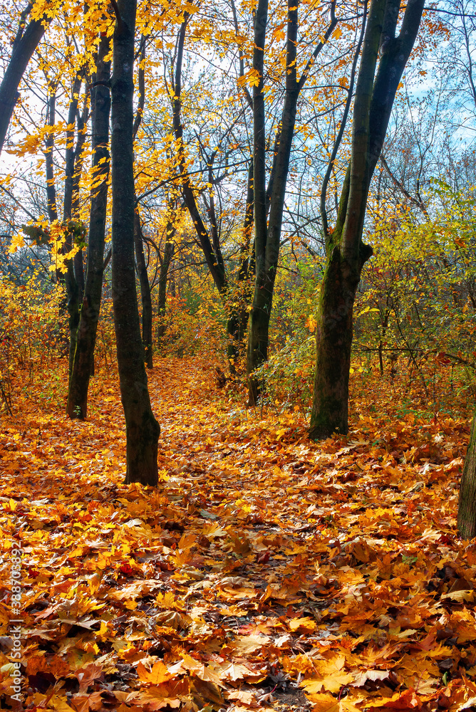 sunny autumn scenery with trees. branches in colorful foliage. ground covered with fallen leaves. seasonal change of nature. warm and dry weather sunny autumn scenery with trees. branches in colorful foliage. ground covered with fallen leaves. seasonal change of nature. warm and dry weather