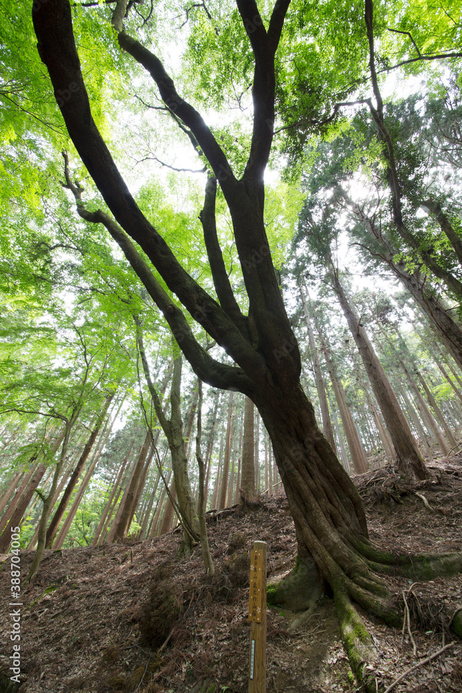 Obraz premium 奈良春日山原始林