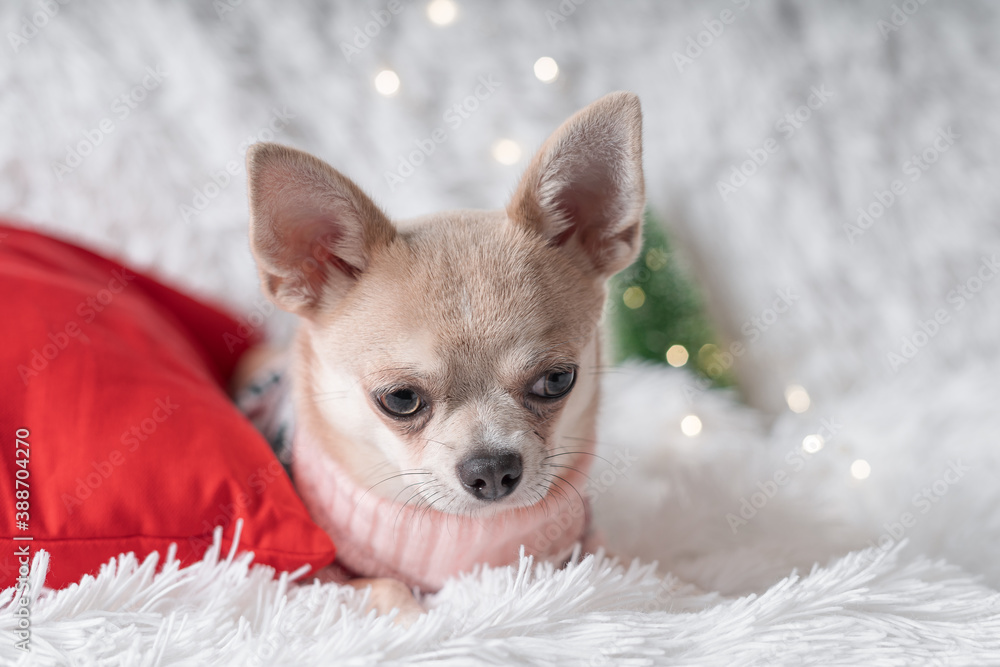 Cute little Christmas dog chihuahua dog in sweater lies on a blanket.