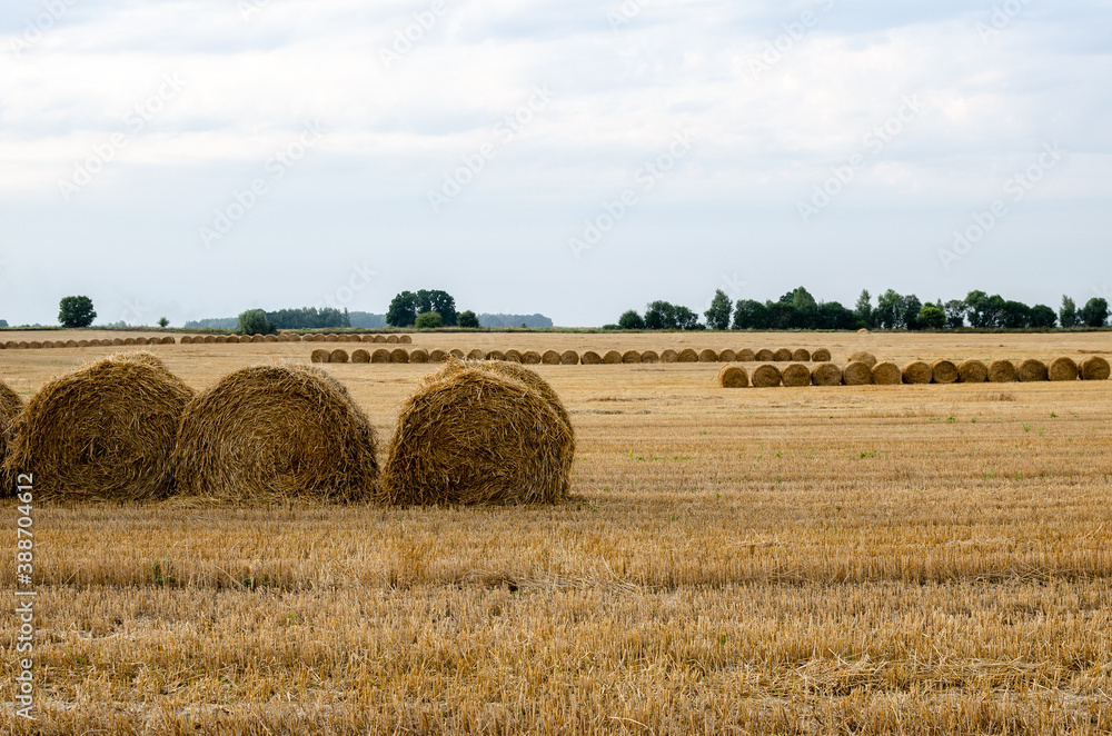 Agricultural field where straw is laid round large bales after harvesting, straw rolls, straw bales in the agricultural field.