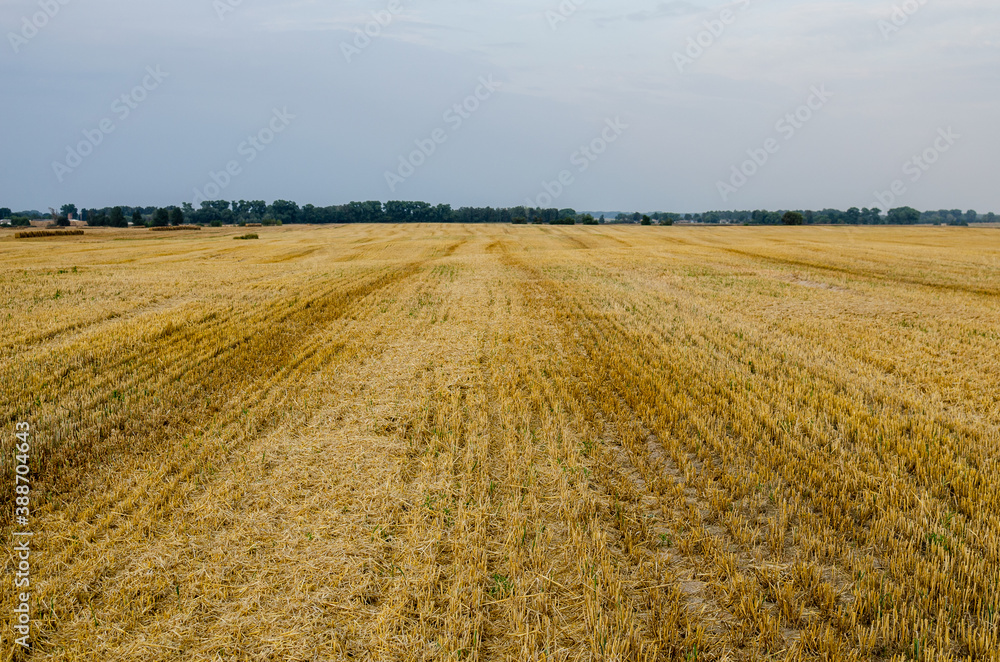 Wheat ears crushed by a combine harvester bright autumn Sunny day, harvesting, straw