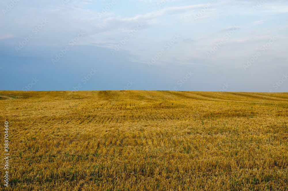 Harvested wheat field. Wheat harvest is complete and the field is empty Harvested wheat field. Wheat harvest is complete and the field is empty