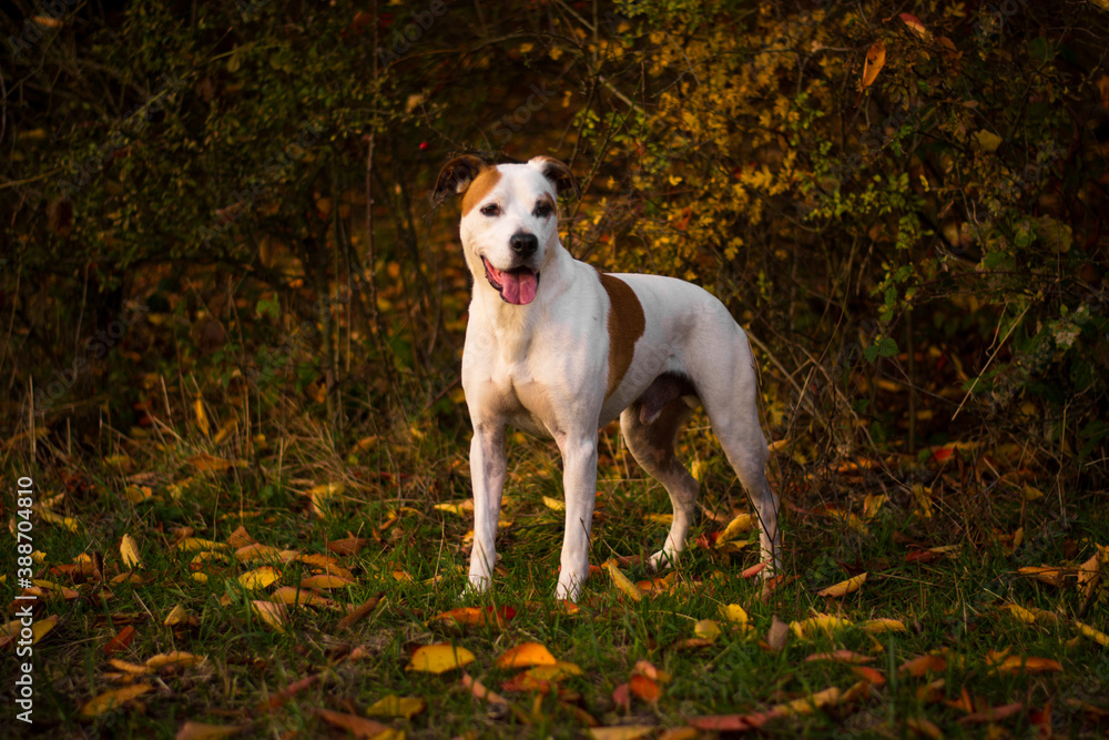 Beautiful happy pitbull dog posing in colorful sunny autumn day	

