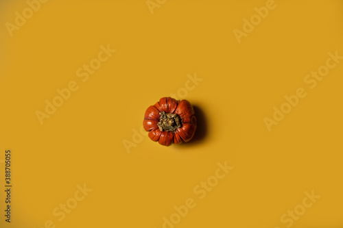 Obraz na płótnie Little pumpkin over yellow background w salonie