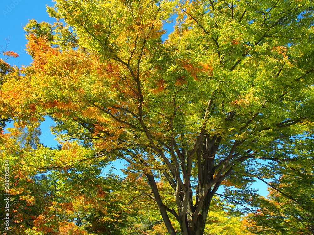 Naklejka premium 公園の黄葉の欅と青空