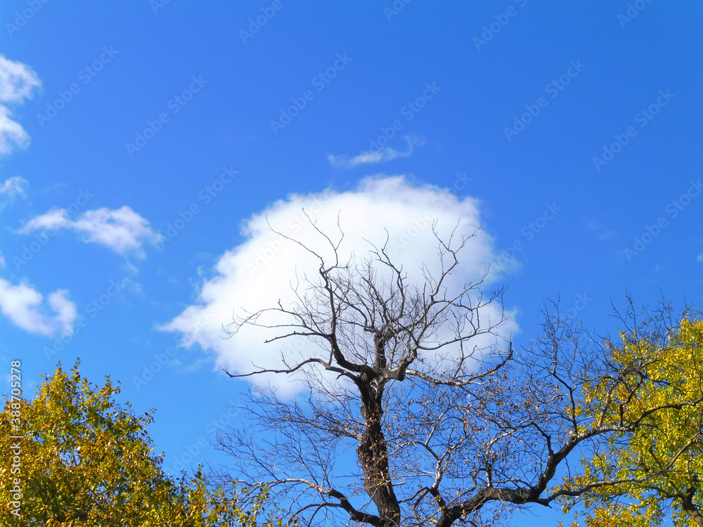 Autumn natural landscape. large tree with bare twisted branches, against blue sky with clouds. Autumn natural landscape. large tree with bare twisted branches, against blue sky with clouds.