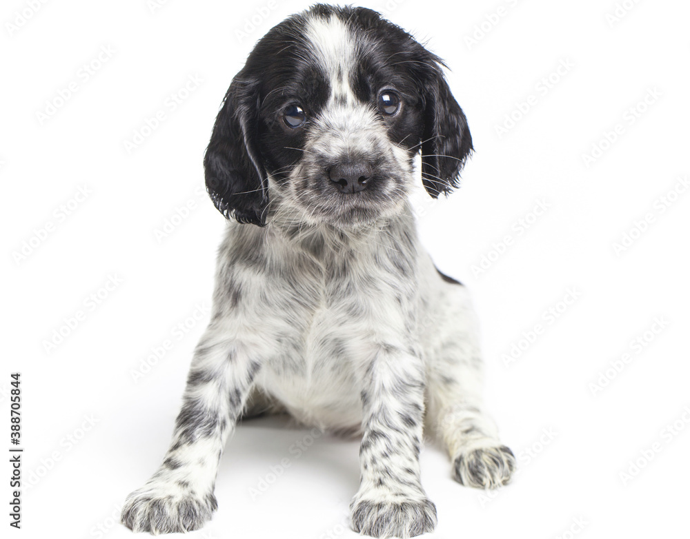 black and white dog cute puppies sitting in front hugging retriever isolated on white.