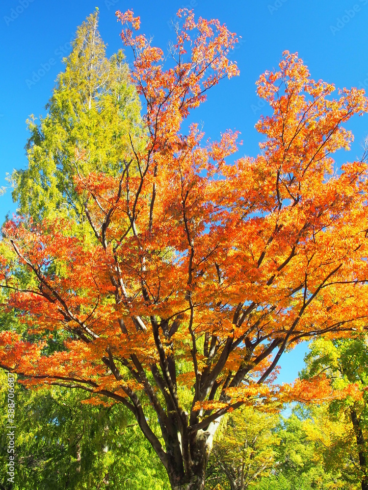 公園の紅葉の欅と黄葉のメタセコイアと青空