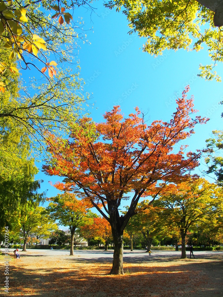 Naklejka premium 秋の紅葉の欅のある公園風景