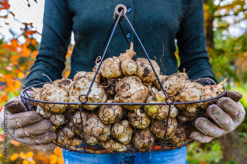 Εκτύπωση καμβά Freshly dug Jerusalem artichoke tubers kept in a basket.