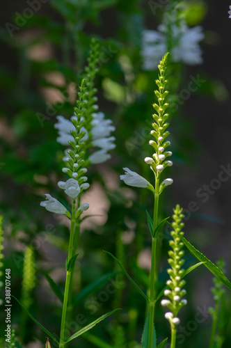 Physostegia virginiana alba white flowering plant, beautiful obedience false dragonhead ornamental flowering plants