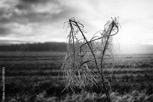 Dead Cow Parsley Against The Autumn Sunrise