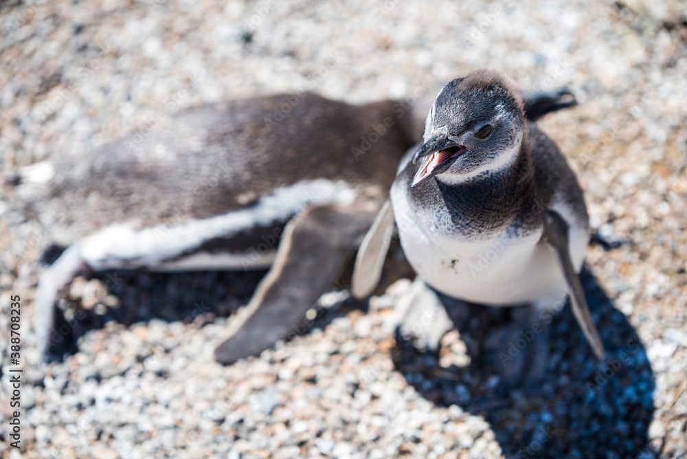 Obraz premium Couple of beautiful Penguins dwelling free in a natural national park in north Patagonia near the city of Puerto Madryn in Argentina. Unesco world heritage as natural reserve park in a summer day.