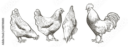 Canvas Print chicken, hen bird