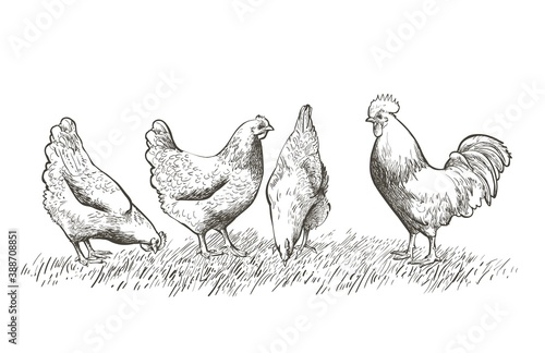 Stampa su tela chicken, hen bird