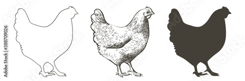Fotografiet chicken, hen bird