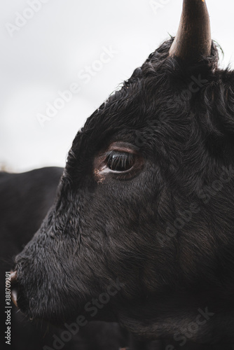 black dexter cow in the fields photo