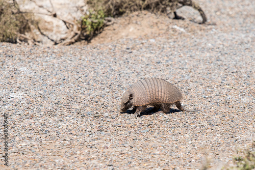 Desert Armadillo dwelling free in a natural national park in north Patagonia near the city of Puerto Madryn in Argentina. Unesco world heritage as natural reserve park © Martina
