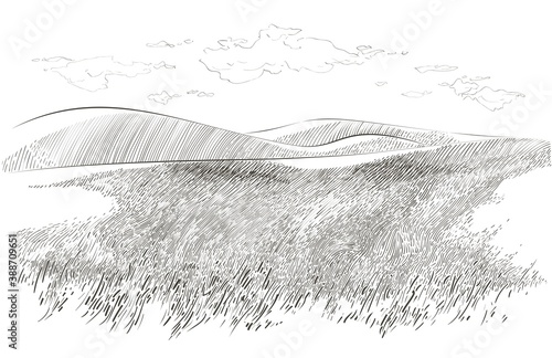 Vector sketch Green grass field on small hills. Meadow, alkali, lye, grassland, pommel, lea, pasturage, farm. Rural scenery landscape panorama of countryside pastures. illustration