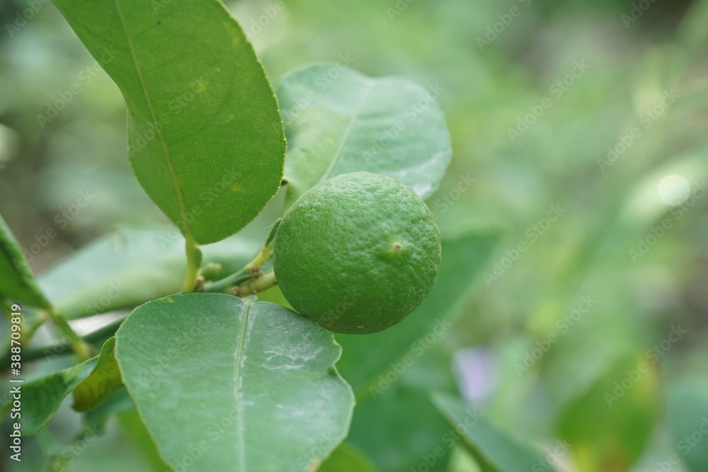 fresh green lime in nature garden fresh green lime in nature garden