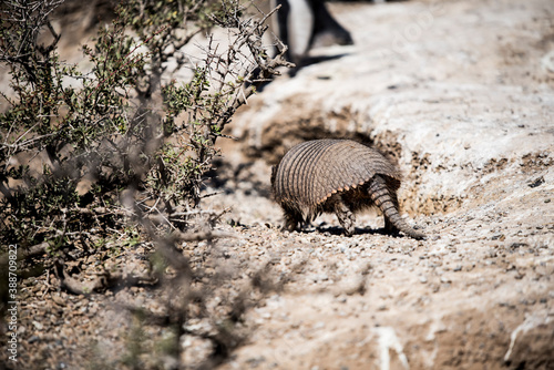 Desert Armadillo dwelling free in a natural national park in north Patagonia near the city of Puerto Madryn in Argentina. Unesco world heritage as natural reserve park