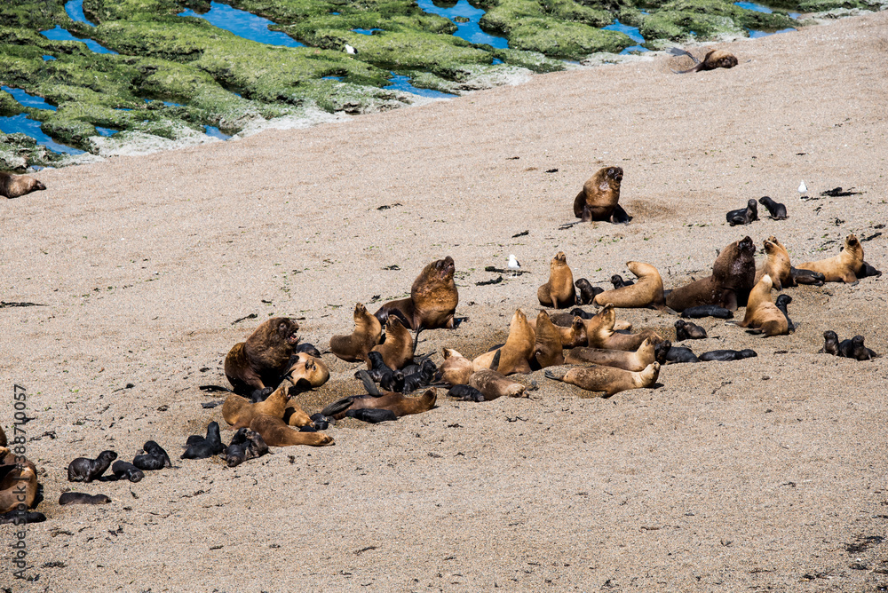 Fototapeta premium Sea lions dwelling in a natural national park reserve near Puerto Madryn in Valdes Peninsula in Argentina. Wild life nature image showing Patagonian animals in their natural habitat