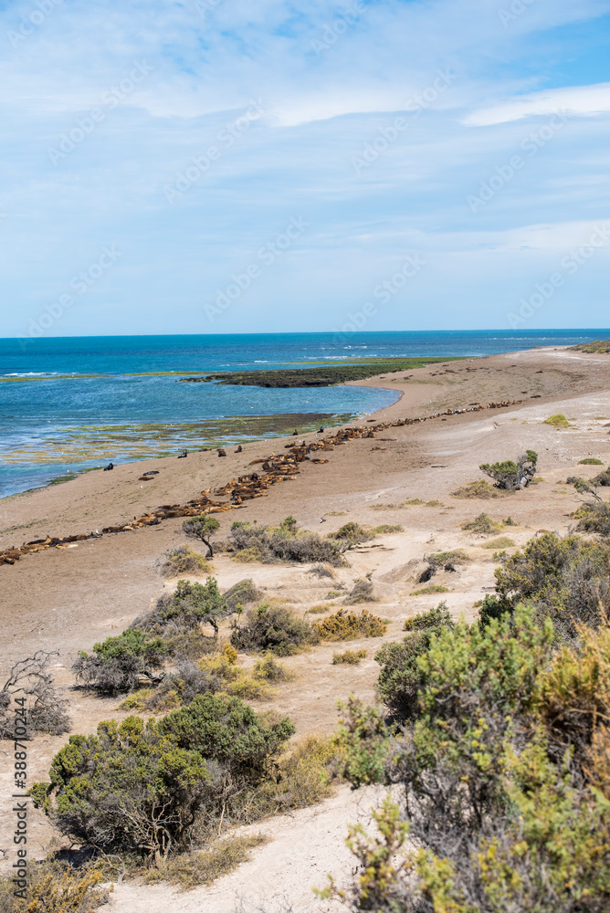 panoramic view of the beach near Puerto Madryn in Valdes Peninsula in northern Patagonia, Argentina. Sea Lions and Magellanic penguins dwelling in a natural reserve along the beach facing the Atlantic