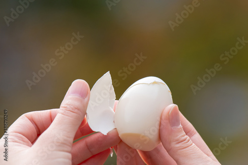 Foto ゆで玉を剥くしぐさ