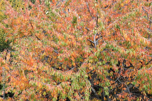 Poster di un albero con foglie variopinte in autunno photo