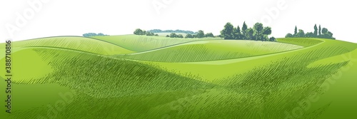 Fototapeta Vector sketch Green grass field on small hills