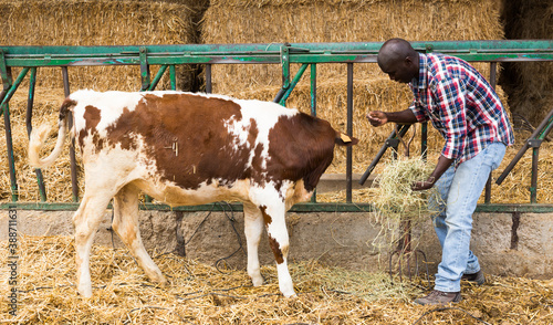 African american man farmer feeds cows with hay at farm outdoor