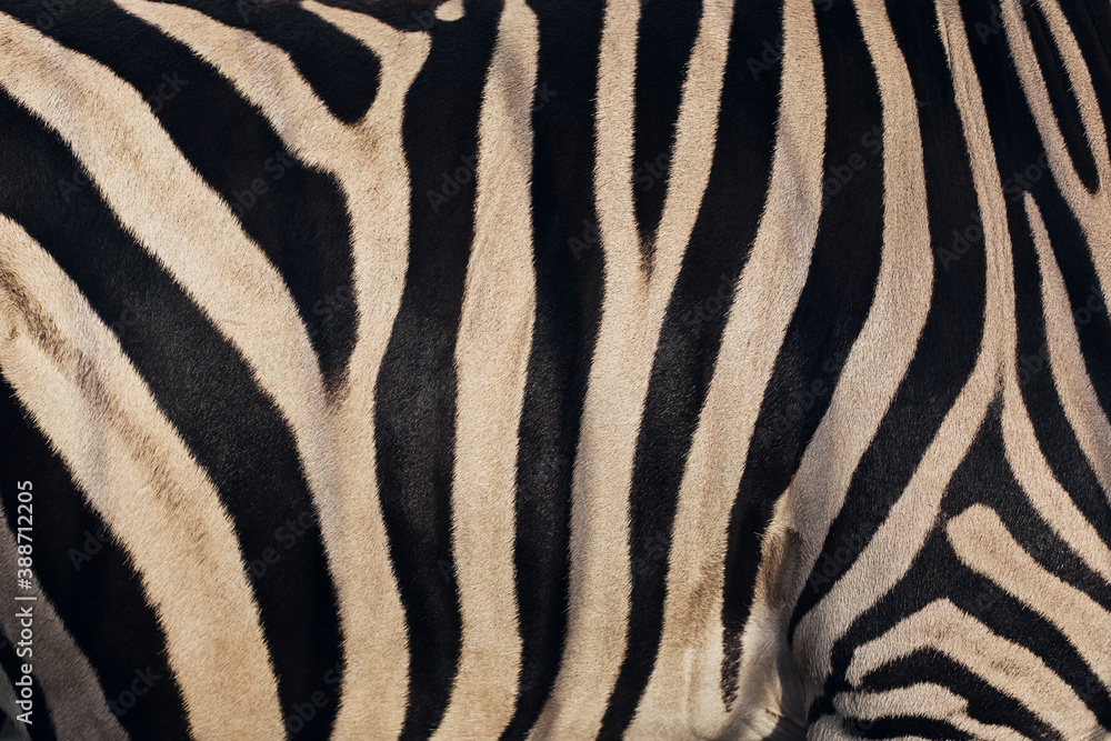 warm texture of zebra skin warm texture of zebra skin