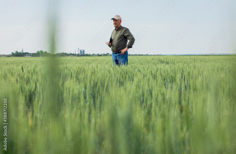 Senior farmer standing in wheat field holding tablet and examining crop during the day. Senior farmer standing in wheat field holding tablet and examining crop during the day.