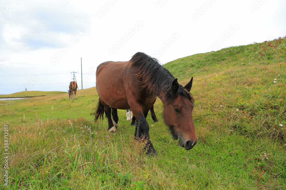 Fototapeta premium 寒立馬