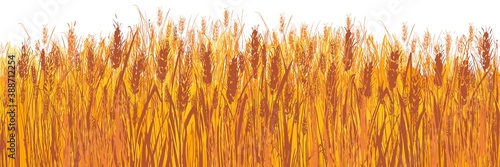 Vector rural summer landscape a field of ripe wheat on hills