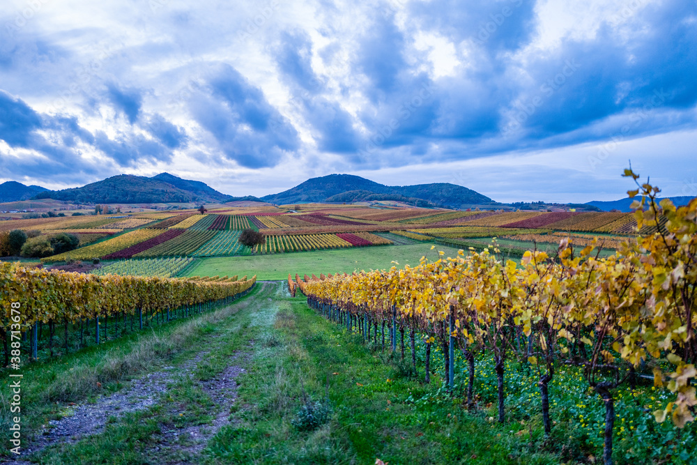 Fototapeta premium vineyard in autumn
