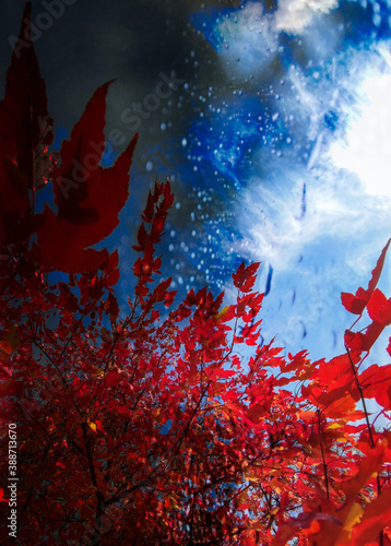 red  tree © marigo